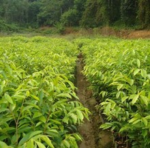 沉香树种植方法技术