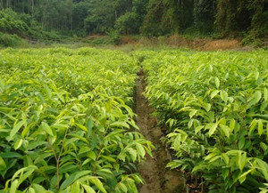 沉香树种植方法技术-手串