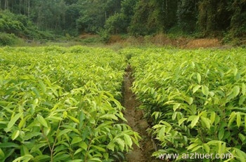 福建沉香种植可以吗-手串