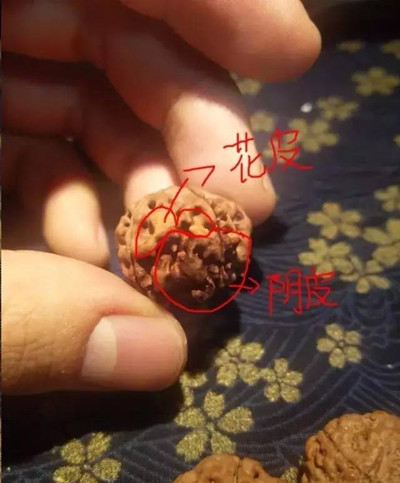 金刚菩提废籽有哪些