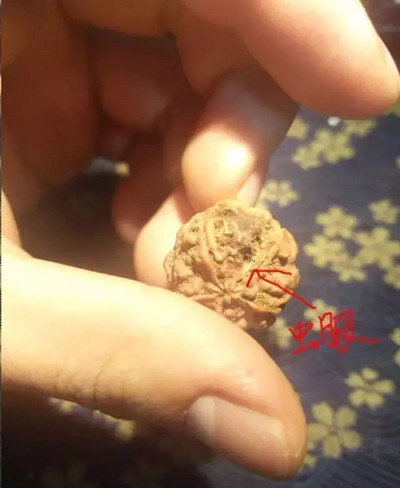 金刚菩提废籽有哪些