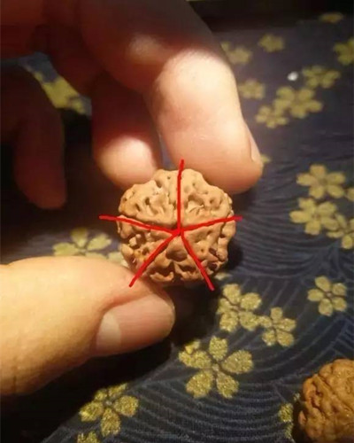 金刚菩提废籽有哪些
