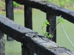 崖柏不进门的讲究 风水煞气要注意-手串