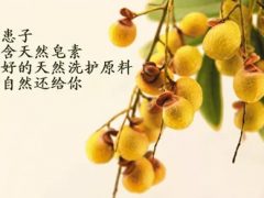 无患子的功效与作用-手串