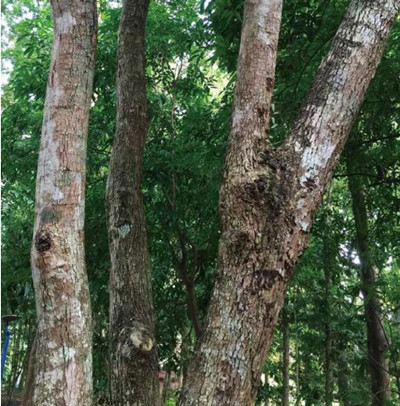 黄花梨价格多少钱