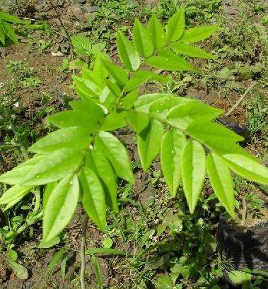 海南黄花梨树苗真假鉴别