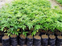 海南黄花梨树苗种植方法-手串