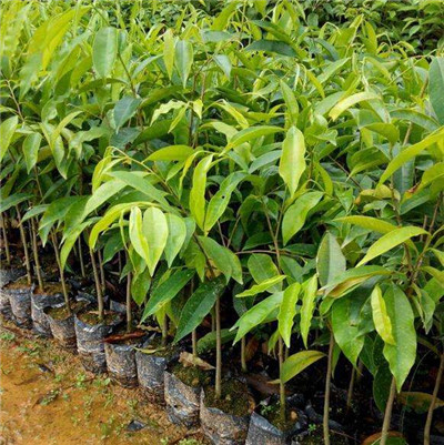 海南黄花梨树苗种植方法