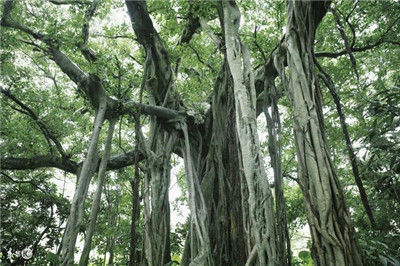 金刚菩提树图片